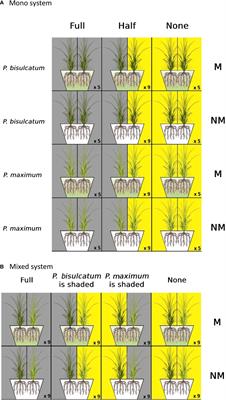 Mycorrhiza governs plant-plant interactions through preferential allocation of shared nutritional resources: A triple (13C, 15N and 33P) labeling study